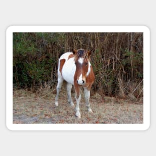 Wild horses, wildlife, Assateague, Island Babe Sticker